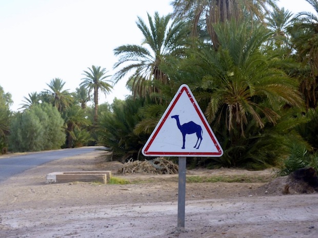 Unusual road hazards while traveling