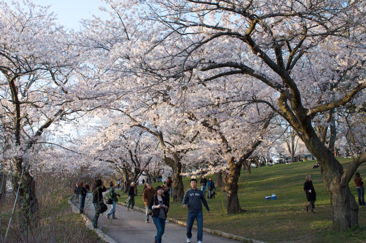 High Park - Sakura