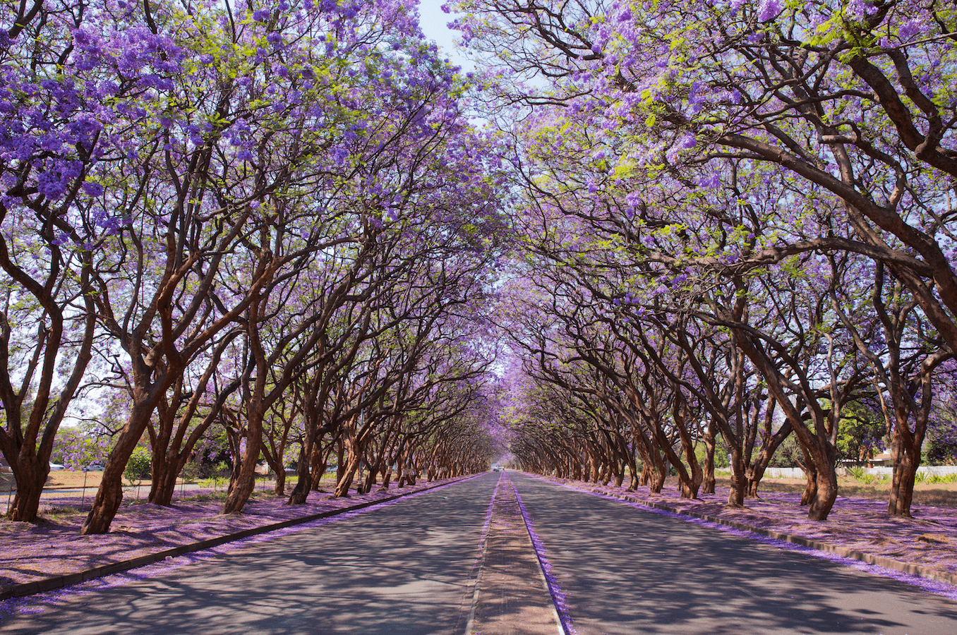 Blooming Jacaranda trees lining Milton Avenue in Harare, Zimbabwe